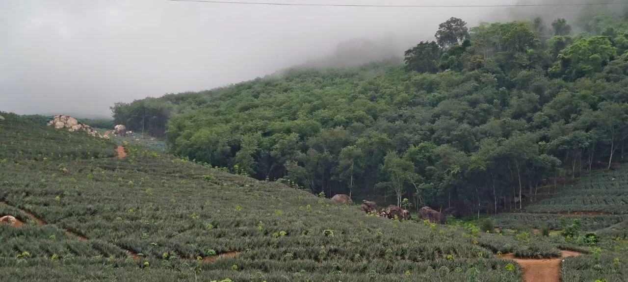 Thenmala hill view